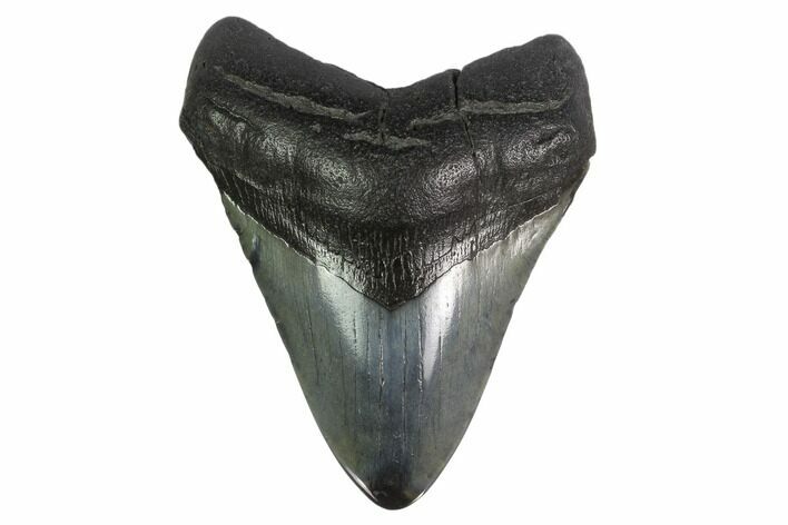 Fossil Megalodon Tooth - Polished Tip #130831